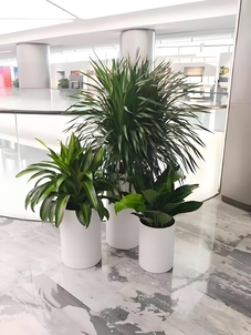 专业花木租赁，宁波江北的绿色优选><div class=